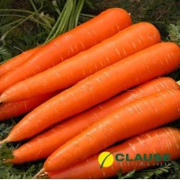Морковь Сатурно F1 25000 шт (Clause)