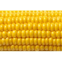 Кукуруза сахарная Мореленд (ГСС 1453) F1 100 000 шт (Syngenta)