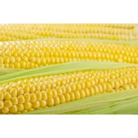 Кукуруза сахарная Тайсон F1 100 000 шт (Syngenta)