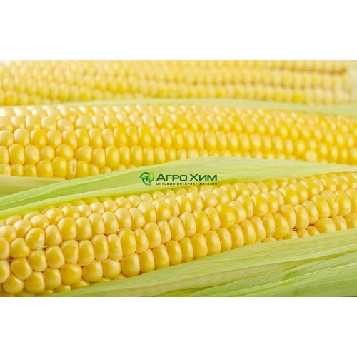 Кукуруза сахарная Тайсон F1 100 000 шт (Syngenta)
