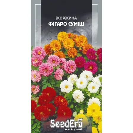 Жоржина мінлива Фігаро суміш 0,5 г - Насіння